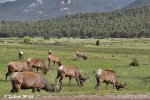 Elk Wapiti