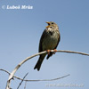 Emberiza calandra