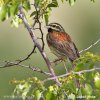 Emberiza cirlus