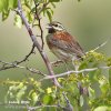 Emberiza cirlus