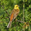 Emberiza citrinella