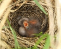 Emberiza citrinella