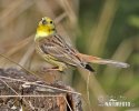 Emberiza citrinella