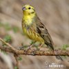 Emberiza citrinella