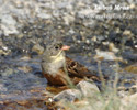 Emberiza hortulana