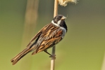 Emberiza schoeniclus