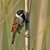 Emberiza schoeniclus