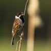 Emberiza schoeniclus