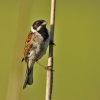 Emberiza schoeniclus