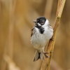 Emberiza schoeniclus