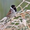 Emberiza schoeniclus