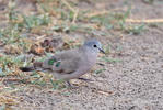 Emerald-spotted Wood-Dove