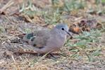 Emerald-spotted Wood-Dove