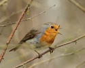 Erithacus rubecula