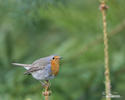 Erithacus rubecula