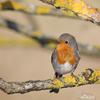 Erithacus rubecula