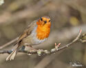 Erithacus rubecula