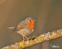 Erithacus rubecula