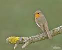 Erithacus rubecula