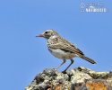 erthelot's Pipit