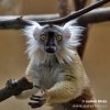 Eulemur fulvus rufus