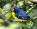 Euphonia hirundinacea