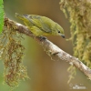 Euphonia laniirostris