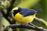 Euphonia luteicapilla