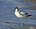 Eurasian Avocet