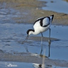 Eurasian Avocet