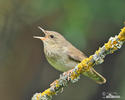 Eurasian River Warbler