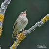 Eurasian River Warbler