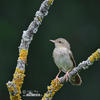 Eurasian River Warbler