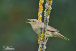 Eurasian River Warbler