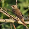 Eurasian River Warbler