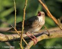 Eurasian River Warbler