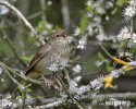 Eurasian River Warbler