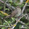 Eurasian River Warbler