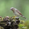 Eurasian Wryneck