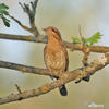 Eurasian Wryneck