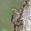 Eurasian Wryneck