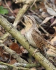 Eurasian Wryneck