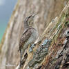 Eurasian Wryneck