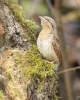 Eurasian Wryneck