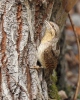 Eurasian Wryneck