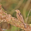 Eurasian Wryneck