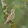 Eurasian Wryneck