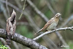 Eurasian Wryneck