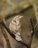 Eurasian Wryneck