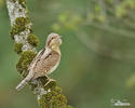 Eurasian Wryneck